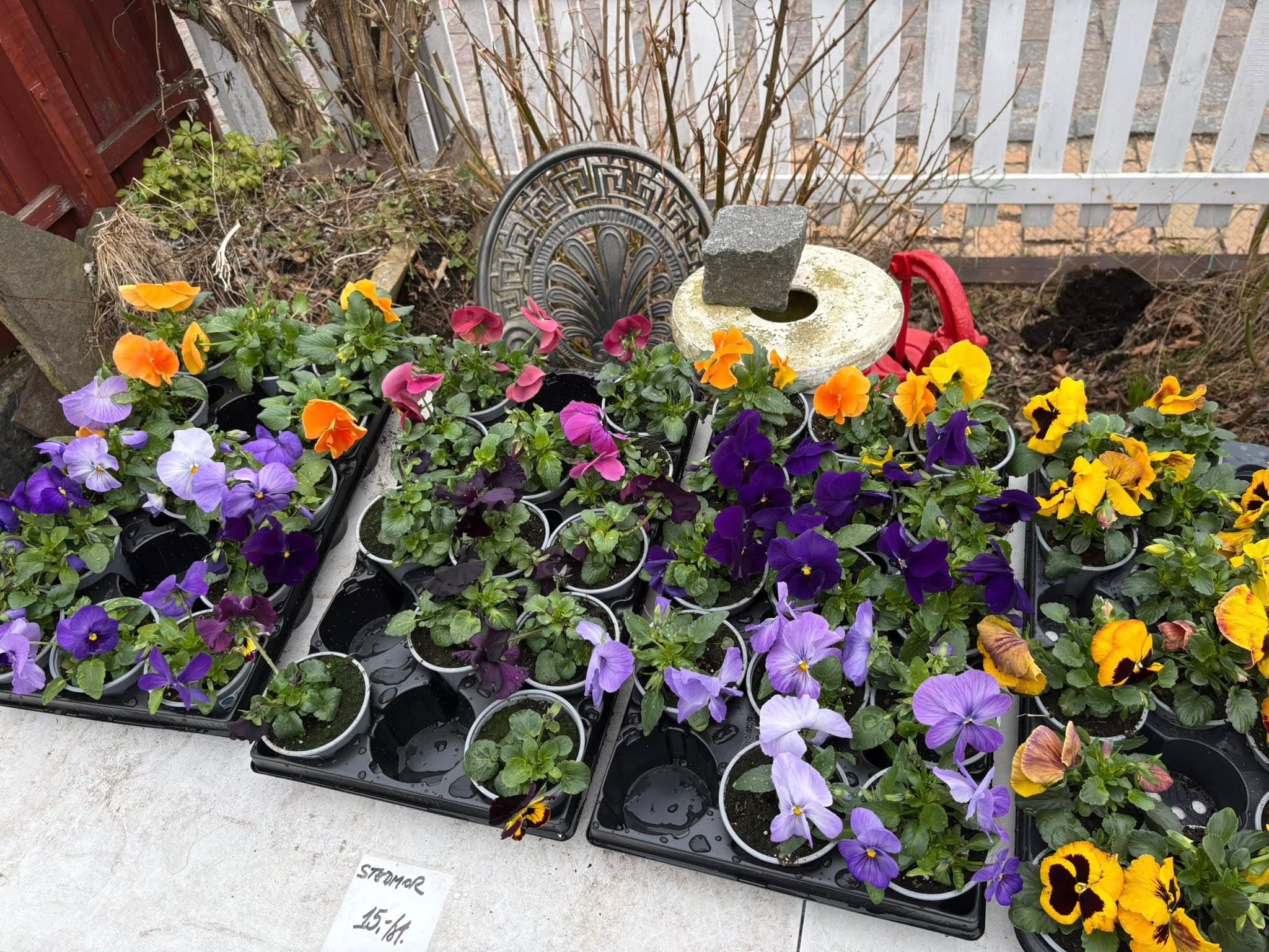 Stedmoderblomster og hornvioler